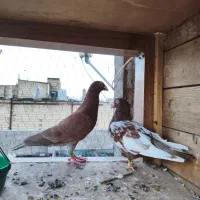 کفتر سرخ و سینه سرخ