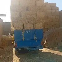 سرکلش گندم و جو از زنجان