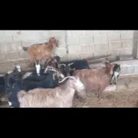 فروش بز داشتی به صورت کیلویی