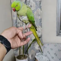 طوطی ملنگو نر سخنگو
