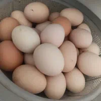 تخم مرغ محلی خوراکی تازه