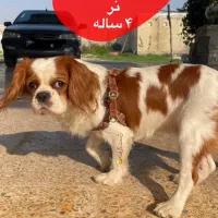واگزاری سگ