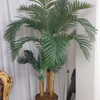 درختچه کنتیا ۳ تنه