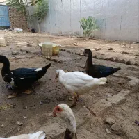 اردک اسراییلی
