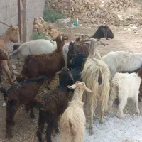 ۲۰عد د بز با کره شیرا رفسنجان