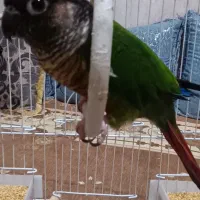 فروش  2نوع پرنده