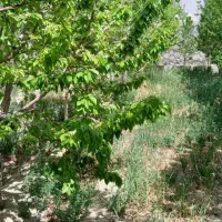 باغ-در-فلاورجان