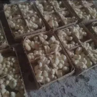 فروش جوجه یک روزه مستقیم از کارخانه