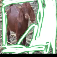 گوسفند ماده