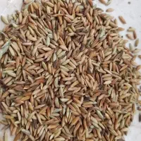 اشتری شلب شلتوک