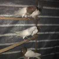 کبوتر کله دار