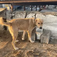 سگ نگهبان|سگ|قم, بیانی|دیوار