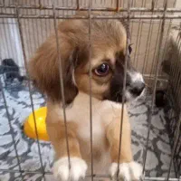 سگ سگ