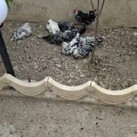 تخم مرغ نطفه دار گلین