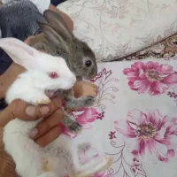 خرگوش