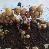 حلزون آچاتینا