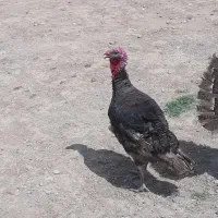 بوقلمون نر طبیعی