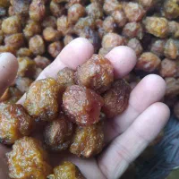 الو آفتابی درجه ۱ طرقبه