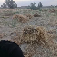 جوجه سی روزه بوقلمون