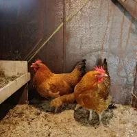 دو عدد مرغ
