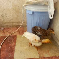 ۲عددجوجه خروس سالم وسلامت