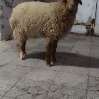 بر نر هرفی