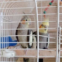 عروس هلندی مولد