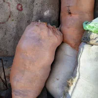 فروش پشم سفید