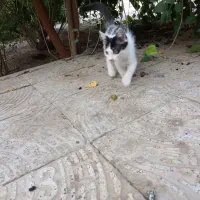 گربه