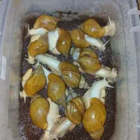حلزون آلبینو