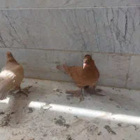 کبوتر راعبی سرخ و زرد