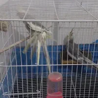 جفت عروس هلندی نروماده