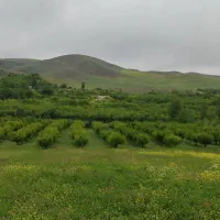 فروش سیب باغ