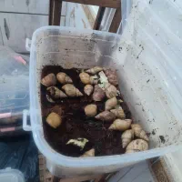 حلزون آلبینو