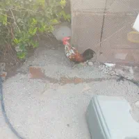 خروس