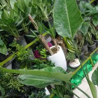 کلکسیونی خاص