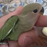 جوجه ۲ ماه طوطی برزیلی دانخور صورت هلویی