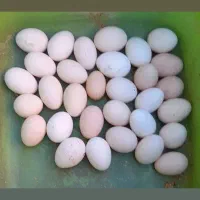مرغ تخم گذار محلی