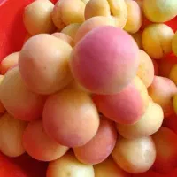 زردآلو آبدار تازه چین ارگانیک  سفارش مشتری فقط ۲۰۰