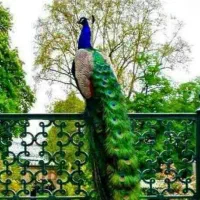 انواع نژاد طاووس ،بوقلمون،مرغ،خروس طوطی