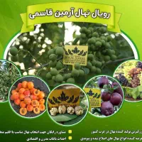فروش ویژه عمده نهال زردآلو