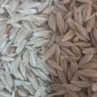 جو تمیز و درشت محصول امسال