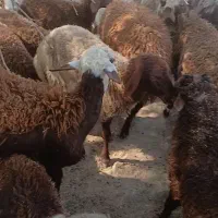 تعدادی بره