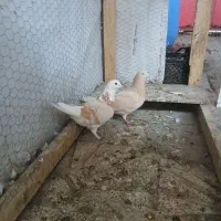 کبوتریه جفت شازده نرو ماده