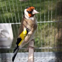 سهره نر بخون رام رام با قفس