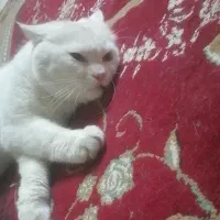 فروش گربه خونگی
