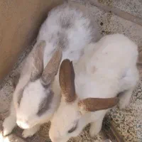 خرگوش