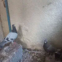 کبوتر سبز و قهوه ای