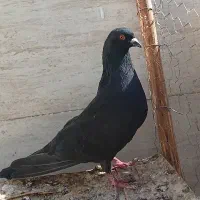 کفتر کبوتر تیر ماهی و نرتنا
