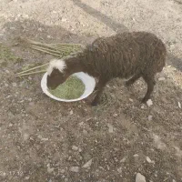 بره افشاری عروس